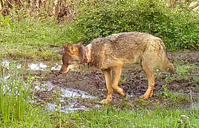 El “FAPAS” denuncia la mutilación de decenas de lobos en los montes asturianos con métodos de trampeo